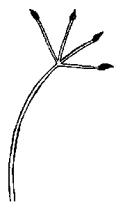 Illustration of fruits in an umbel-like cluster