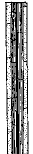 Illustration of Wild Celery (Vallisneria americana) basal leaf structure