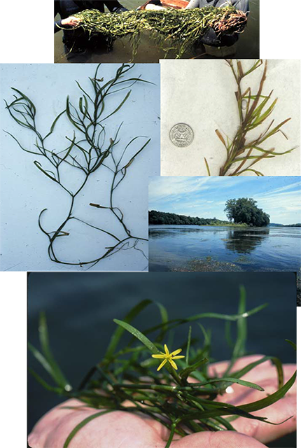 Collage of Water Stargrass (Heteranthera dubia) showing its grass-like leaves and distinct yellow star-shaped flowers