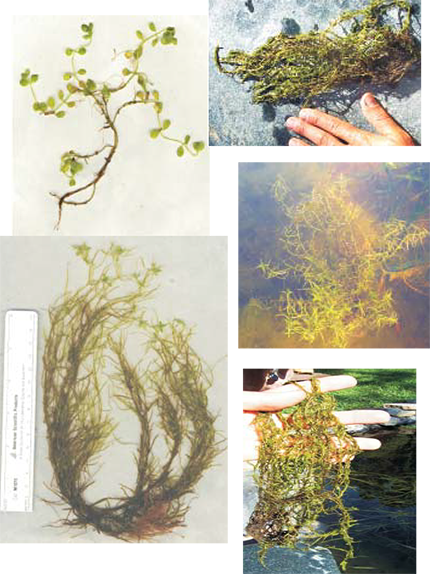 Collage of Water Starwort (Callitriche spp.) showing its bright green oval leaves and characteristic floating rosettes