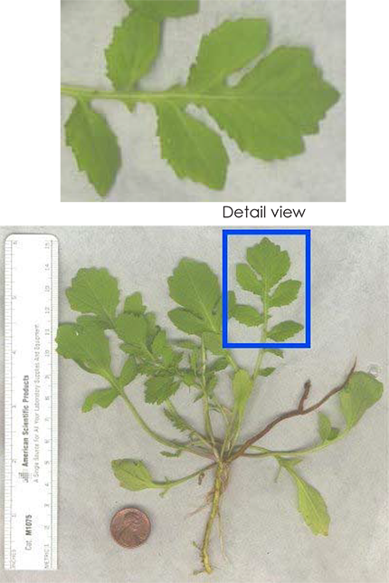 Collage of Watercress (Nasturtium officinale) showing its deeply divided compound leaves and small white flower clusters