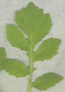 Close-up photograph of Watercress roughly divided compound leaf structure