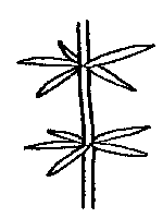 Illustration of whorled leaf arrangement