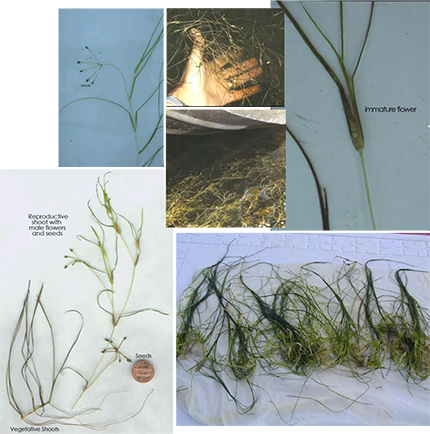 Collage of Widgeon Grass (Ruppia maritima) showing its thread-like leaves and distinct fan-shaped seed clusters