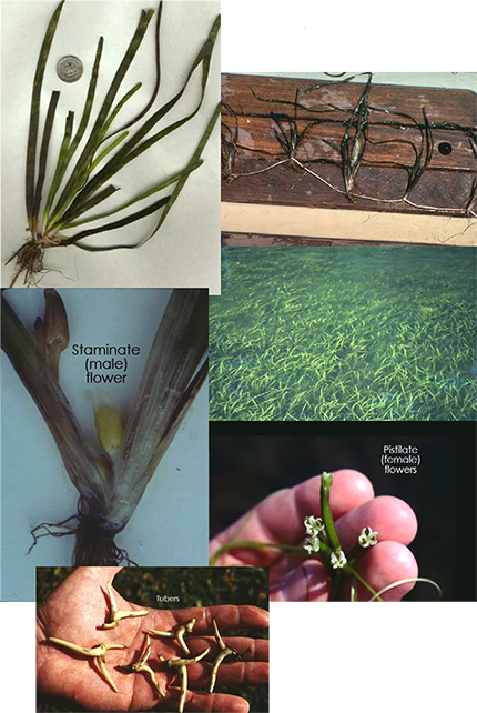 Collage of Wild Celery (Vallisneria americana) showing ribbon-like leaves, root system, and coiled flower peduncles