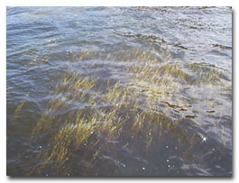 Close up view of submerged aquatic vegetation in the water
